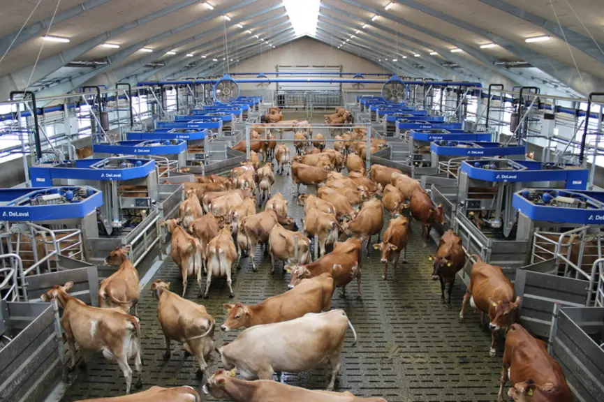 Le Batch Milking consiste à parquer les animaux comme avec un roto ou une salle de traite classique.