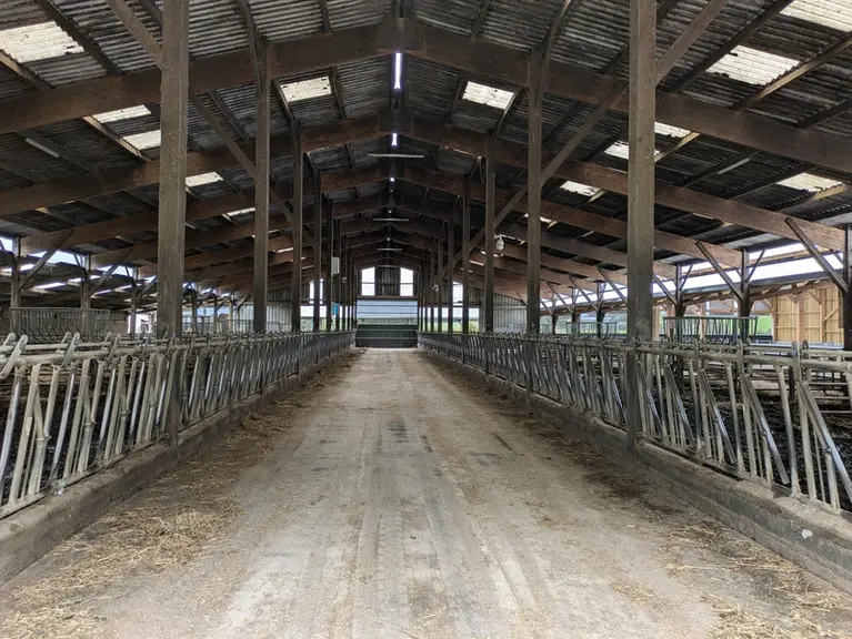 <em class="placeholder">La stabulation principale des vaches allaitantes comporte un couloir d'alimentation encadré de 70 cornadis, qui peuvent être segmentés en 10 lots.</em>