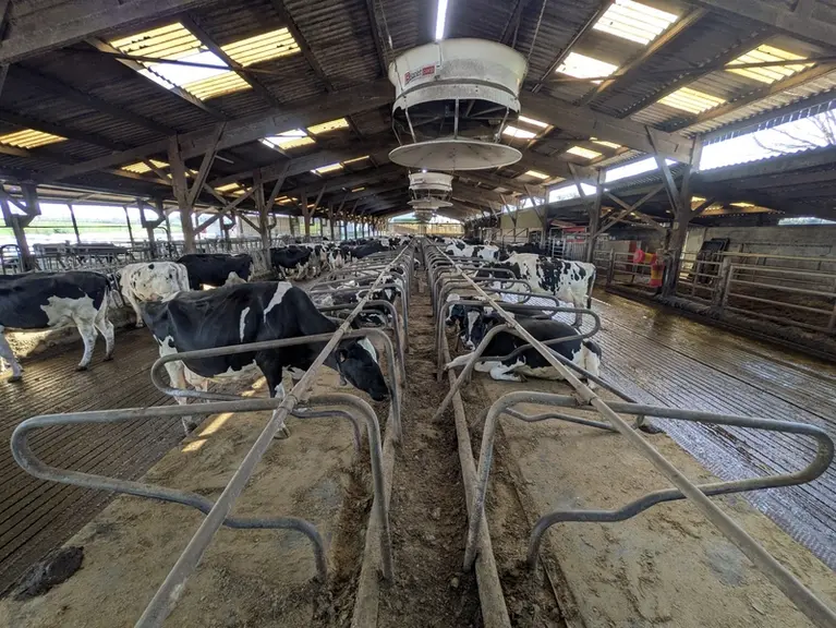 <em class="placeholder">Vaches prim'Holstein dans logettes</em>