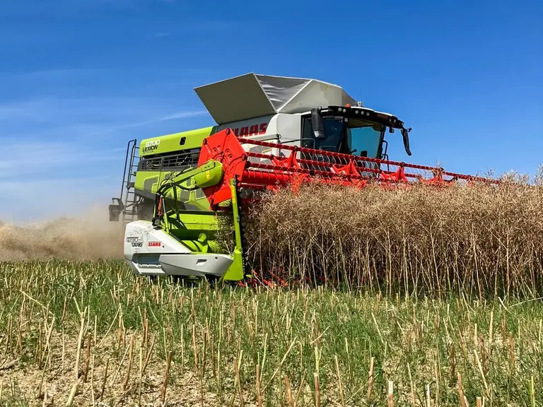 Moissonneuse-batteuse Claas dans le colza