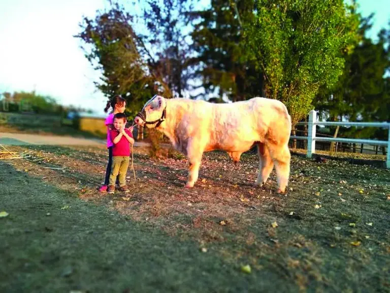 Quand le concours approche, le dressage s'effectue pendant une quinzaine de jours avec la participation des enfants, Lola, 11 ans, et Louis, 7 ans. «