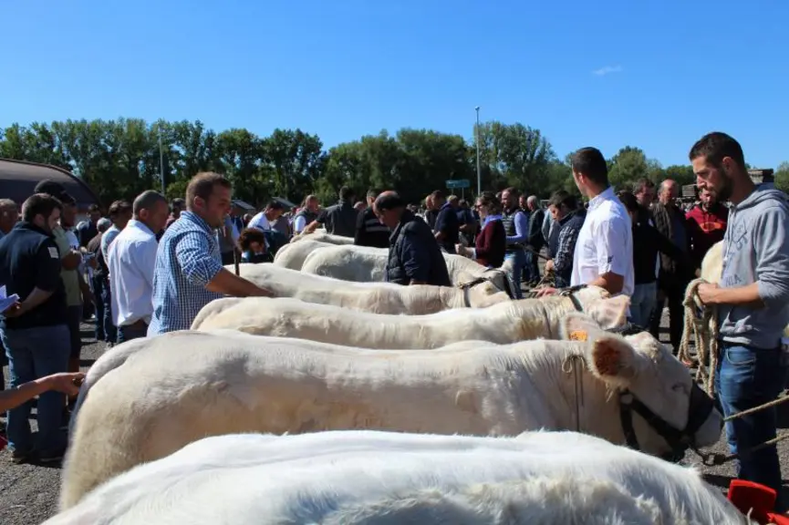 Une présentation et un défilé des animaux ont eu lieu en extérieur, permettant ainsi d’apprécier, au plus, près, les qualités de chaque animal.