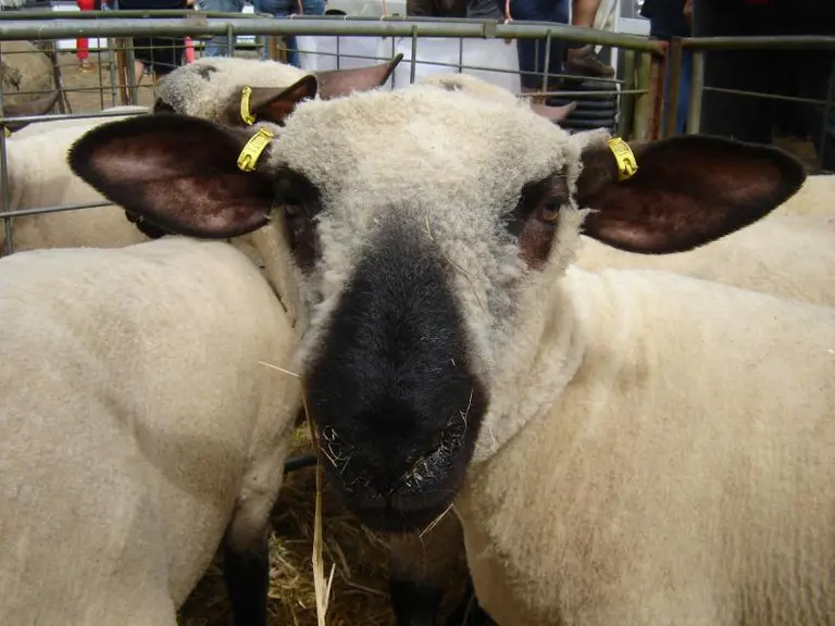 Deux des trois races présentes pour la première fois à la foire : Hampshire (du 58), Southdown (du 18) et Texel Belge (Beltex) (du 71) qui ont vendu c