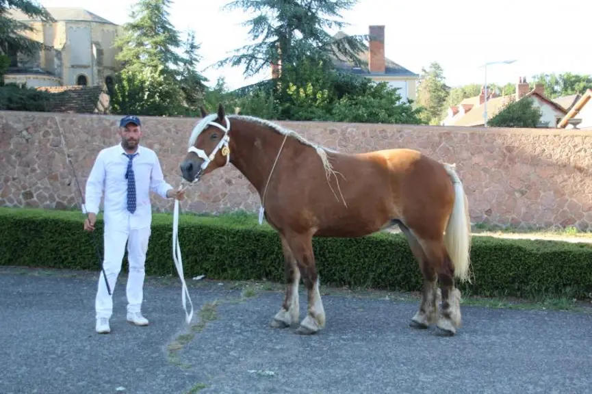 Championne : 
Virgule du Villon, jument suitée Percheronne à Rémy Laneyrie de Montaiguet-en-Forez
