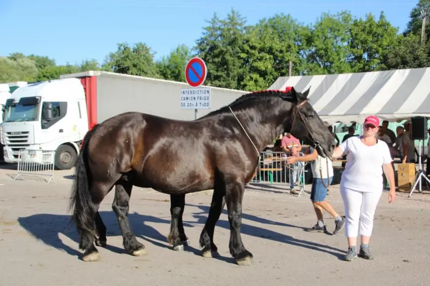 Vice Championne : 
Ketamine du Tilleul, pouliche 2 ans Comtoise à Hubert Gacon de Droiturier.