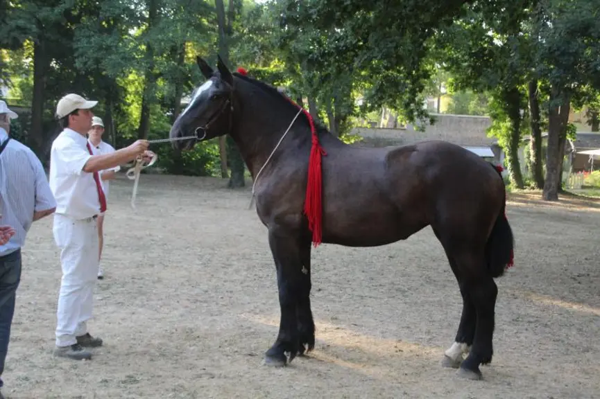 Vice Championne : 
Ketamine du Tilleul, pouliche 2 ans Comtoise à Hubert Gacon de Droiturier.