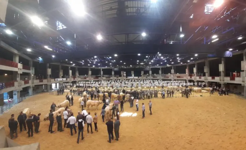Le concours de reproducteurs charolais s’est déroulé au cœur de la salle de spectacle d’Athanor.