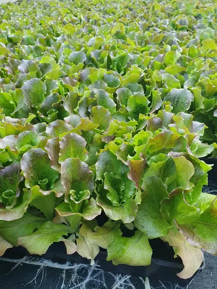 La vente des plants potagers est désormais considérée comme un achat de première nécessité.