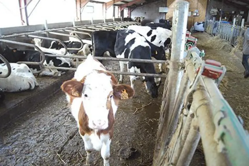 Dans l’ancienne étable entravée, les éleveurs ont aménagé une nurserie équipée de logettes assurant ainsi un bon départ dans la vie des futures vaches
