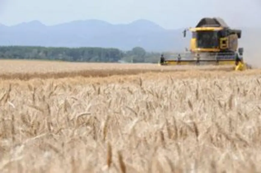 Les dégâts sur la qualité des céréales risquent d’entraîner une surabondance de blé fourrager et une diminution des disponibilités en blé de qualité m