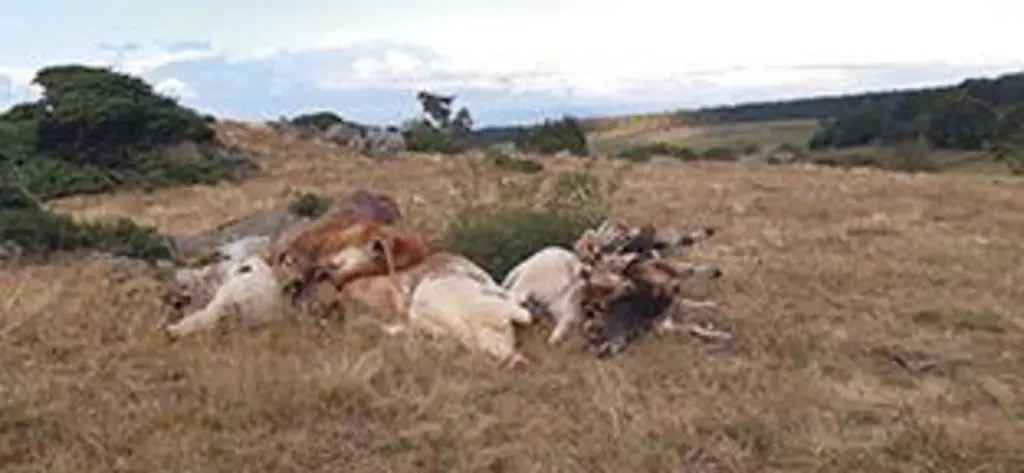 Les animaux victimes des vautours ont été regroupés par les éleveurs pour l’équarrissage. Etrangement, aucun rapace n’est venu festoyer sur ces cadavr