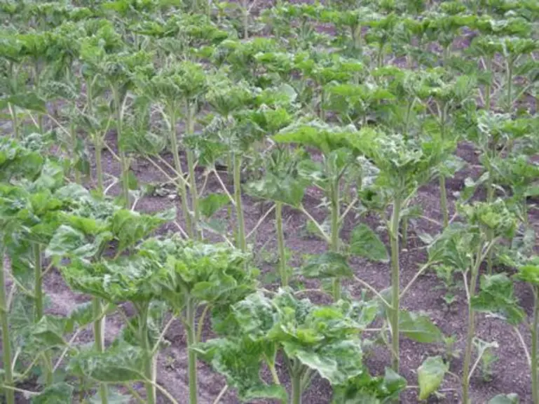 tandis que les feuilles de tournesol sont crispées par des attaques d’insectes tels que les pucerons