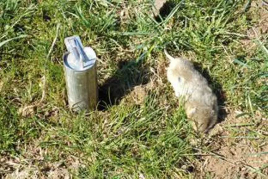 La recrudescence de dégâts est à surveiller de près.