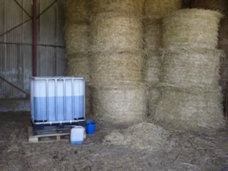 Chez Pierre Blanchet, les vaches sont à la paille et à la mélasse depuis plus de 3 semaines.