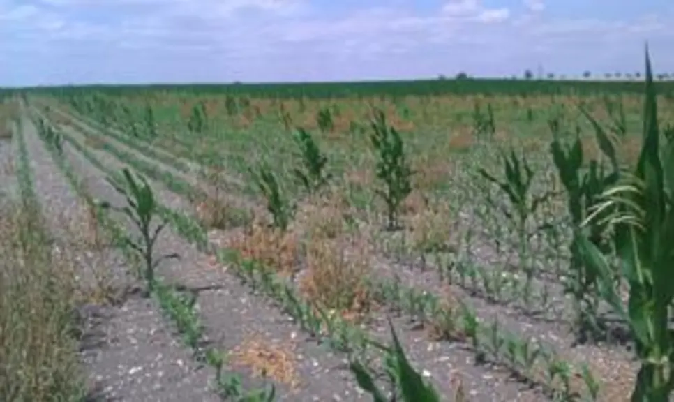 Les cultures ne sont plus éligibles au régime des calamités agricoles.