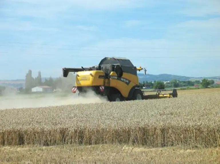 Les pluies continues durant la 2ème quinzaine du mois de mai ont provoqué des attaques importantes de fusariose sur l’ensemble des céréales à paille