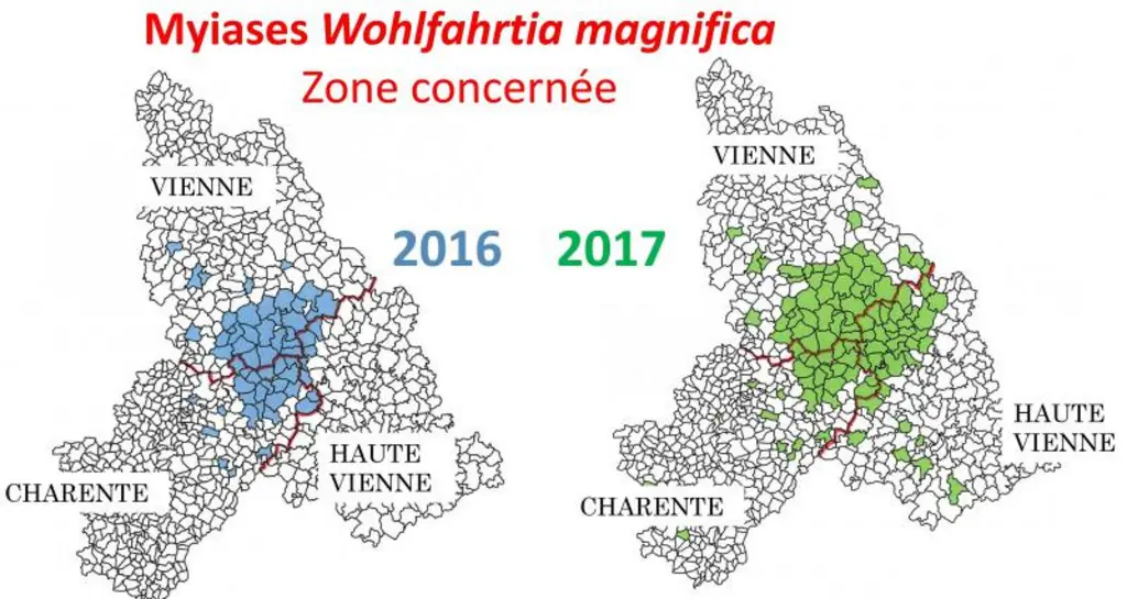 Apparues au début des années 2010 dans la Vienne, les myases à Wohlfahrtia se sont étendues sur les départements de la Haute-Vienne et de la Charente,