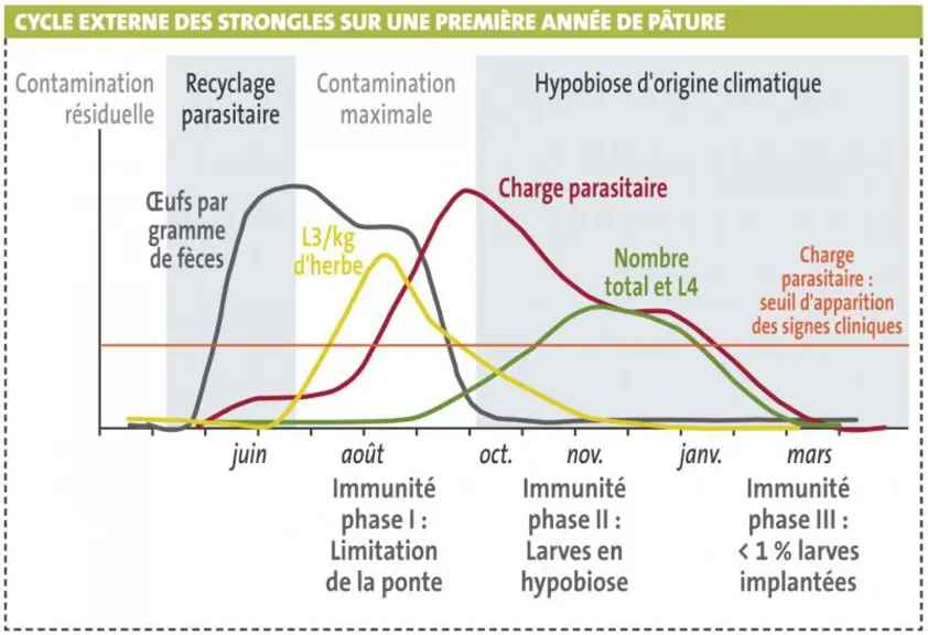 La charge parasitaire du pâturage est fonction de la contamination résiduelle au printemps et du recyclage effectué par les animaux sur la prairie. L’