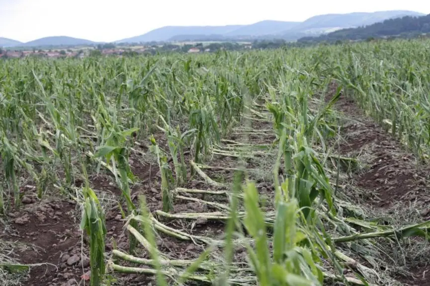 Certaines parcelles de maïs ont été dévastées à 100%.