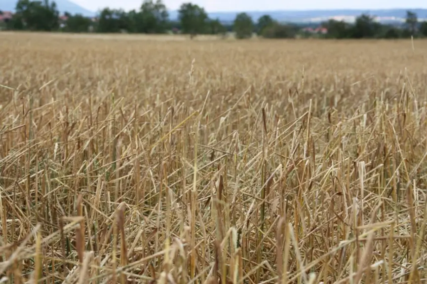 Orge : les épis sont coupés, il ne reste que les tiges de paille.