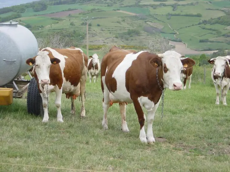 L'Auvergne est la troisième région d'élection de la race. Elle est souvent associée à des fabrications fromagères de qualité (AOP).
