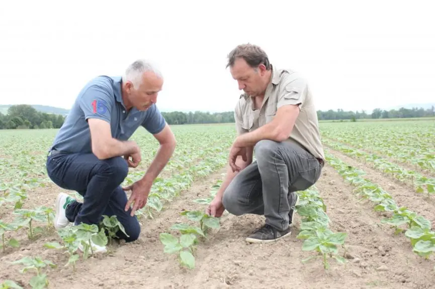 Laurent Florentin et Franck Passemard dans le champ de tournesol qui semble bien parti malgré une sécheresse problématique sur le Brivadois.