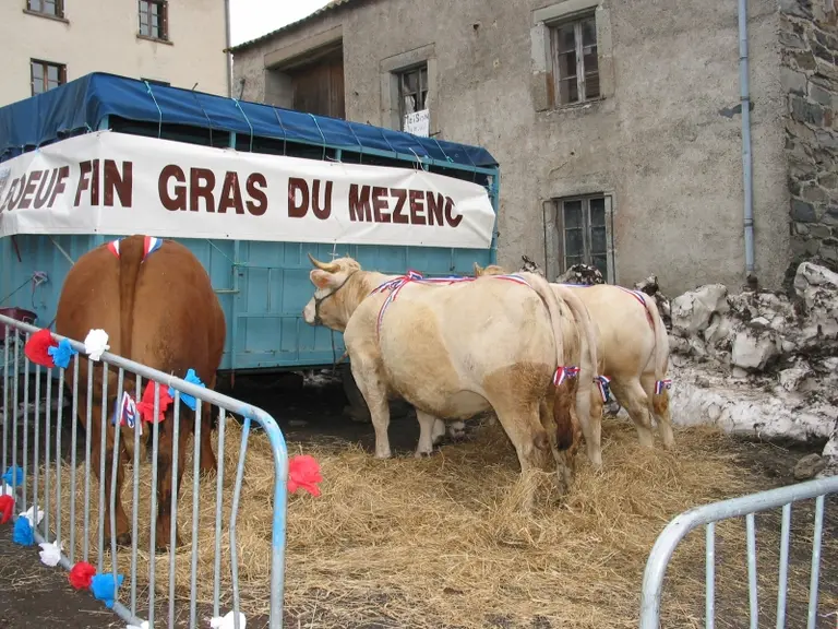 De bien belles bêtes.