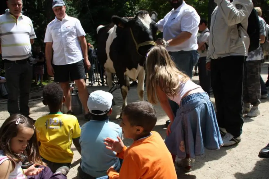 La traite des vaches…