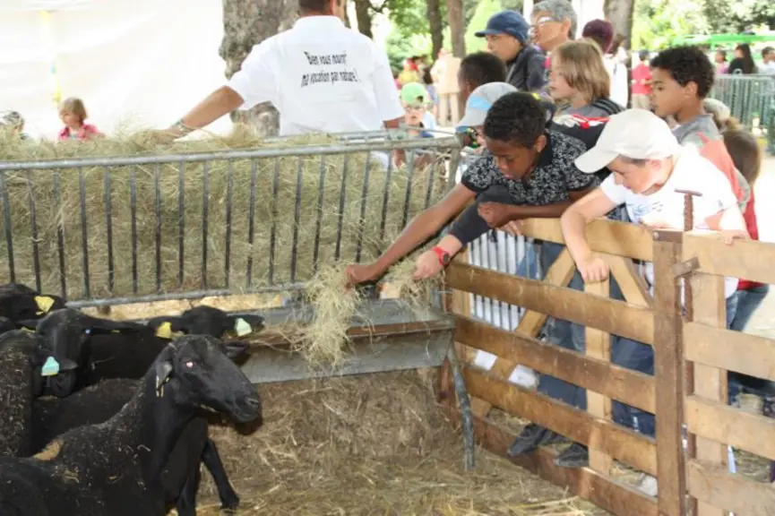 Un peu de foin pour les moutons…