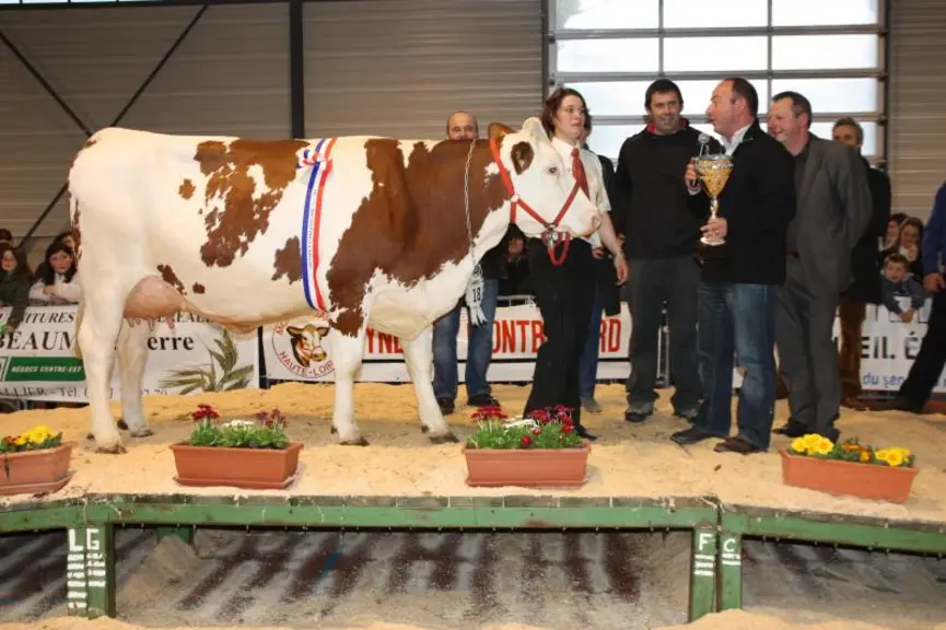 Fabuleuse, la reine 2013 des Montbéliardes accompagnée par son éleveuse Cindy Souvignet.  Pour le juge du concours, Fabuleuse est «une vache au top».