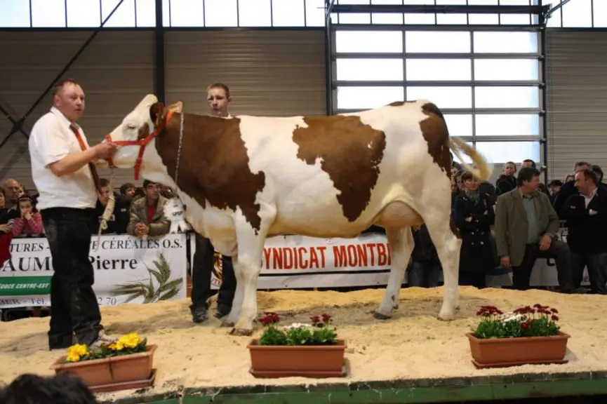 Fanette, du Gaec des Portes d’Auvergne, la 1ère meilleure mamelle du concours.