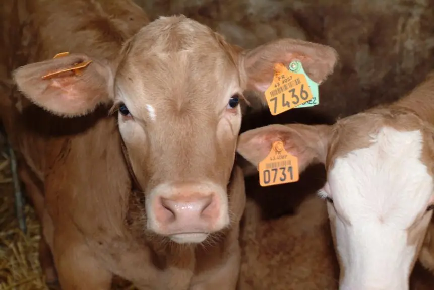 Une aide de 36 € par veau labellisable.