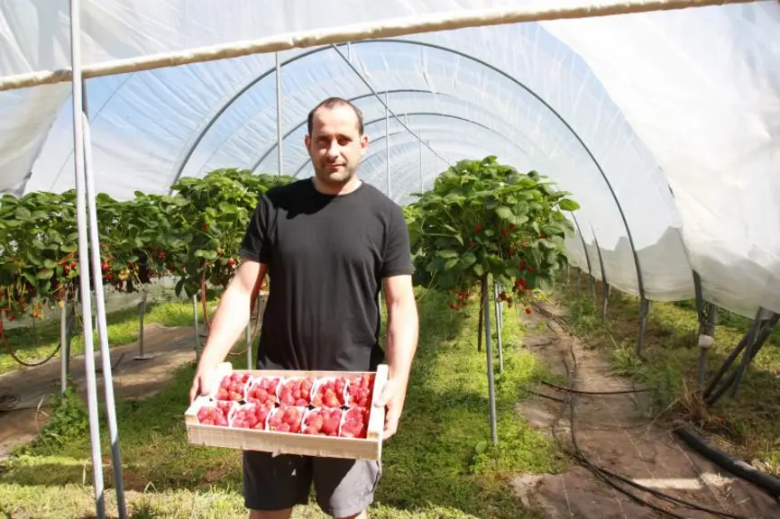 Jacques Jouve devant ses tunnels de fraises en jardins suspendus.