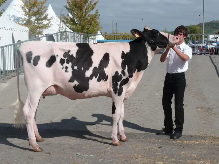 "Espérance", superbe Prim'Holstein altiligérienne récompensée