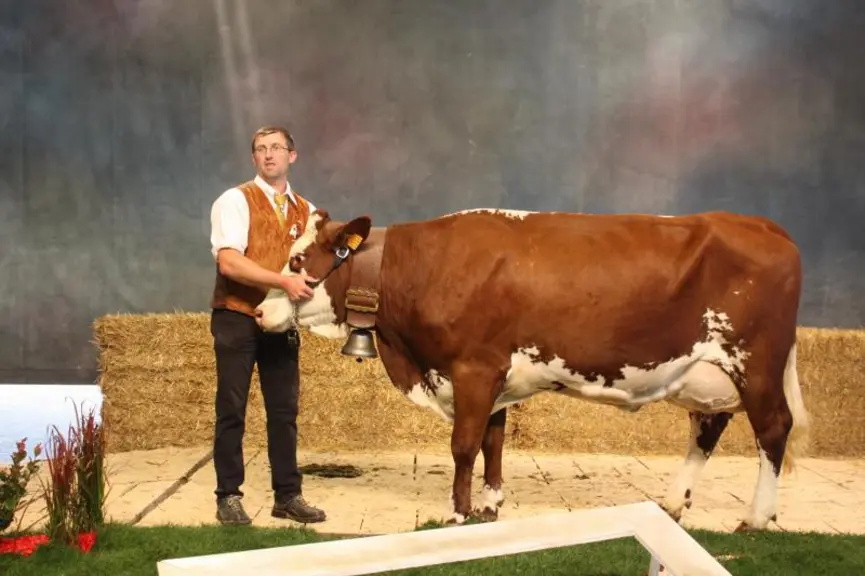 "Bulle", une Abondance de Haute-Loire championne