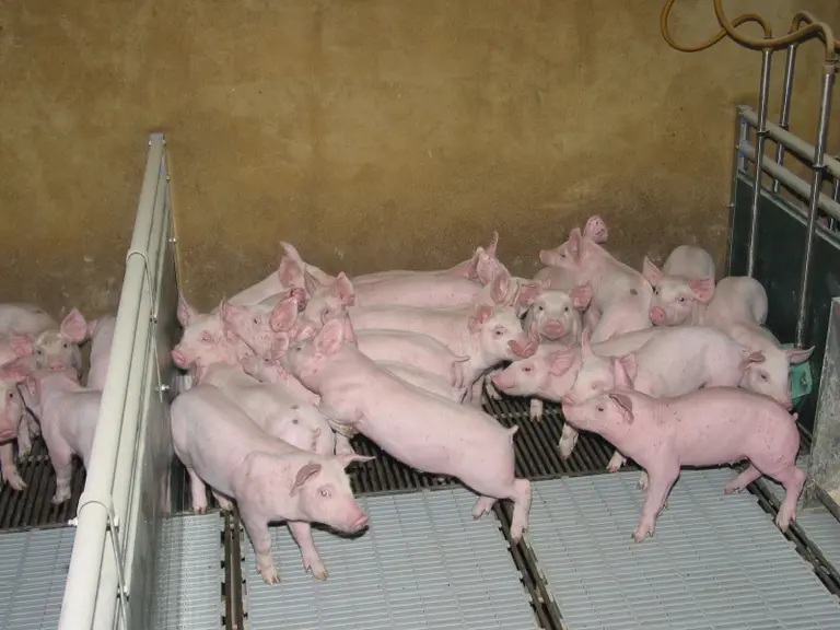 Porcelets dans la nurserie.
