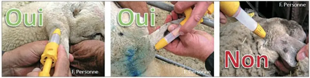 ￼Pour une bonne efficacité de la Cydectine LA 2%, il est important de réaliser l’injection en sous-cutanée à la base de l’oreille