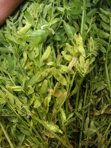 Plantes de Lentille Verte du Puy atteintes par la rouille brune.