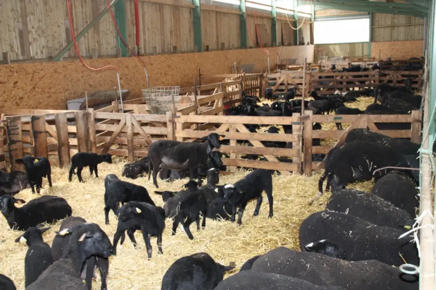 La bergerie d’agnelage est divisée en 8 lots.