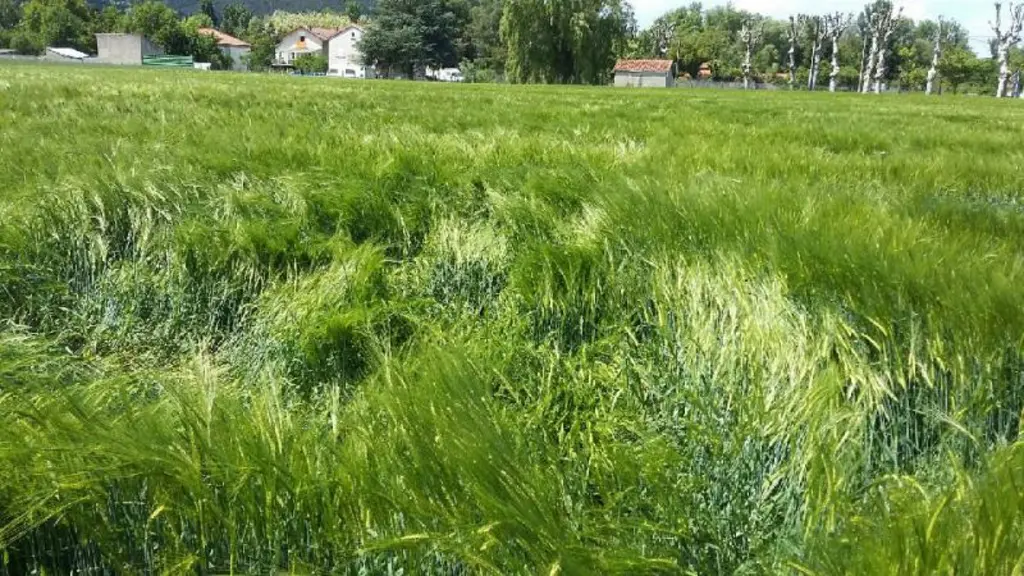 Des dégâts sur orge, mais la plupart des parcelles se redressent.