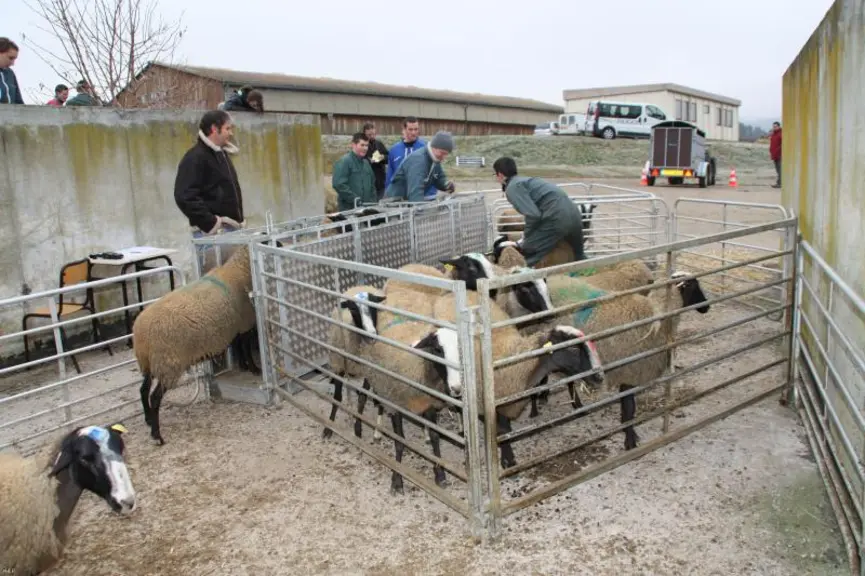 Les Ovinpiades : une belle promotion pour la production ovine.