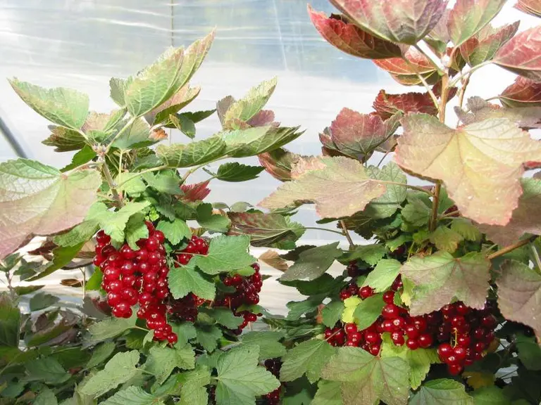 La production de fruits rouges a encore des possibilités de développement.