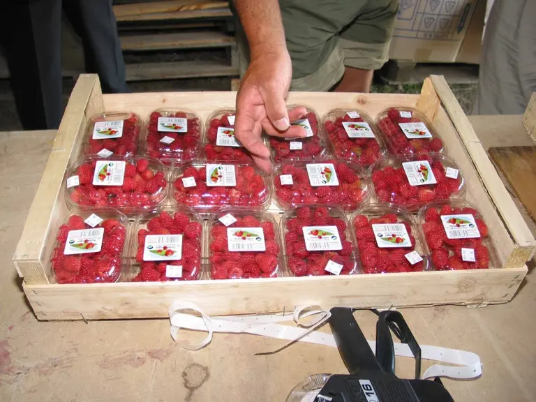 Bons rendements en framboises en 2008.