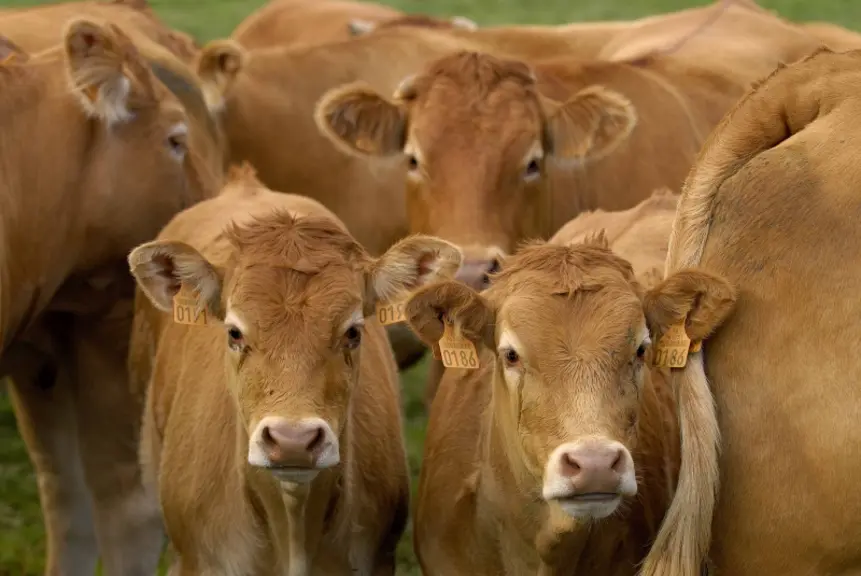 Tous les animaux devraient être vaccinés d’ici la fin avril.