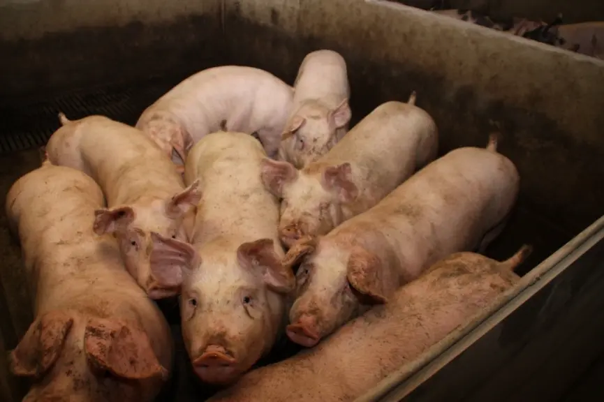 « On est des artisans du cochon, avec nos 100 truies par élevage » dit Maurice Imbert.