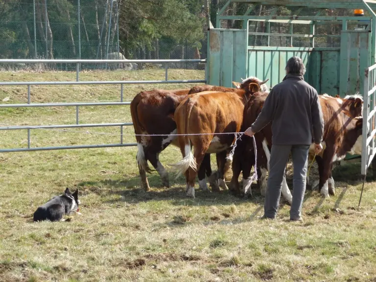 Démonstration du travail du chien sur des bovins