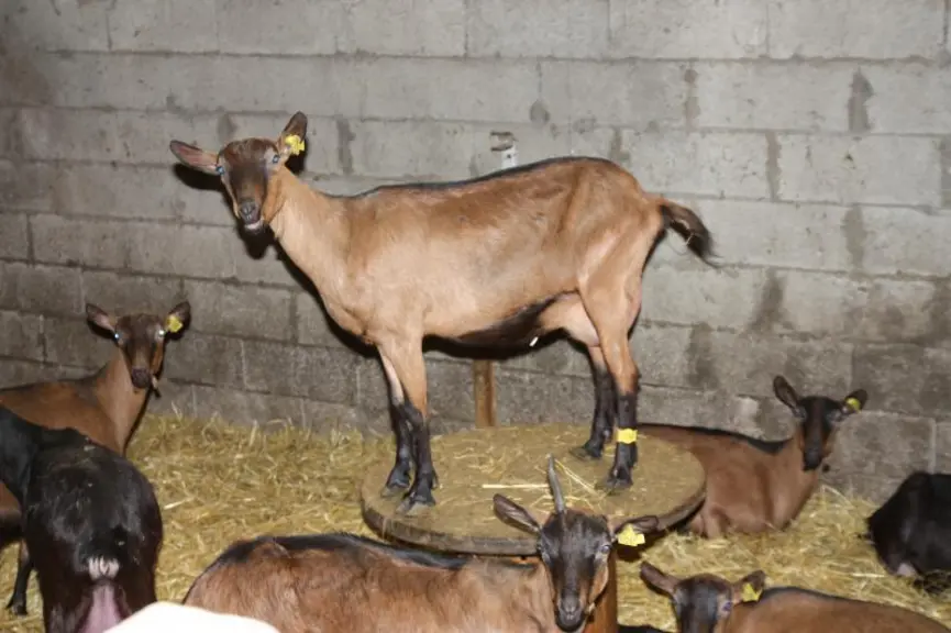 La collecte de lait caprin bio vient de démarrer à la fromagerie et le responsable est à la recherche de producteurs.