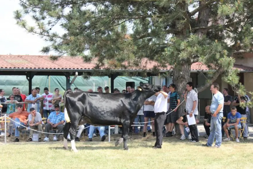 Ebène, mère à taureaux a fait la fierté 
de l’élevage Prim’Holstein de Haute-Loire.