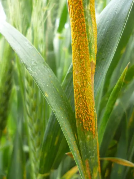 Cette année, la rouille jaune a commencé tôt mais l’attaque a été moins intense que l’an 
dernier.