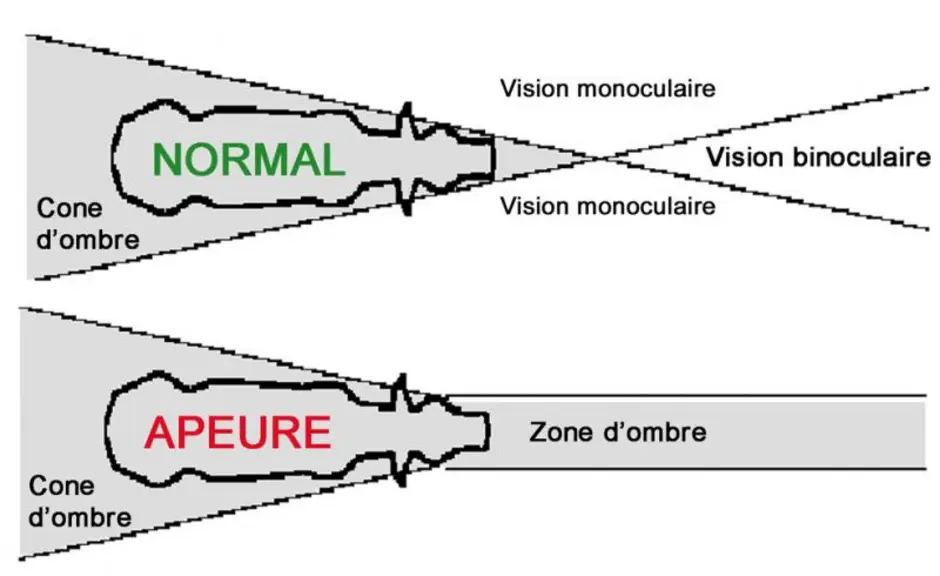 Les animaux possèdent des perceptions sensorielles (vue, ouïe, odorat et toucher) différentes de celles de l’homme qu’il est nécessaire de connaître p